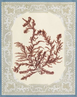 <em>"Algae or seaweed specimen, pasted on colored construction paper, framed by paper lace doilies. The algae have been arranged into designs and scenes."</em>, 1848. Printed material. Brooklyn Museum. (Photo: Brooklyn Museum, QK567_Se1_Sea_Weeds_p026_PS4.jpg