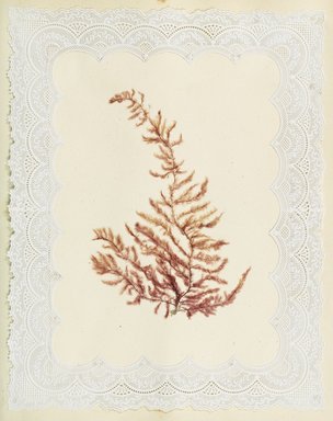 <em>"Algae or seaweed specimen, pasted on colored construction paper, framed by paper lace doilies. The algae have been arranged into designs and scenes."</em>, 1848. Printed material. Brooklyn Museum. (Photo: Brooklyn Museum, QK567_Se1_Sea_Weeds_p031_PS4.jpg