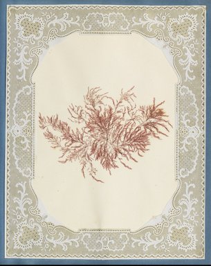 <em>"Algae or seaweed specimen, pasted on colored construction paper, framed by paper lace doilies. The algae have been arranged into designs and scenes."</em>, 1848. Printed material. Brooklyn Museum. (Photo: Brooklyn Museum, QK567_Se1_Sea_Weeds_p033_PS4.jpg