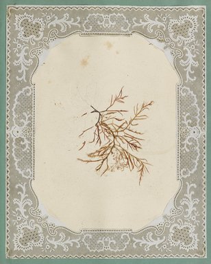 <em>"Algae or seaweed specimen, pasted on colored construction paper, framed by paper lace doilies. The algae have been arranged into designs and scenes."</em>, 1848. Printed material. Brooklyn Museum. (Photo: Brooklyn Museum, QK567_Se1_Sea_Weeds_p035_PS4.jpg