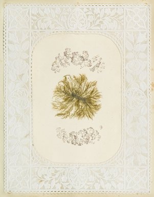 <em>"Algae or seaweed specimen, pasted on colored construction paper, framed by paper lace doilies. The algae have been arranged into designs and scenes."</em>, 1848. Printed material. Brooklyn Museum. (Photo: Brooklyn Museum, QK567_Se1_Sea_Weeds_p036_PS4.jpg