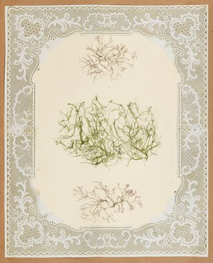 <em>"Algae or seaweed specimen, pasted on colored construction paper, framed by paper lace doilies. The algae have been arranged into designs and scenes."</em>, 1848. Printed material. Brooklyn Museum. (Photo: Brooklyn Museum, QK567_Se1_Sea_Weeds_p039_PS4.jpg