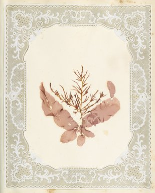 <em>"Algae or seaweed specimen, pasted on colored construction paper, framed by paper lace doilies. The algae have been arranged into designs and scenes."</em>, 1848. Printed material. Brooklyn Museum. (Photo: Brooklyn Museum, QK567_Se1_Sea_Weeds_p041_PS4.jpg