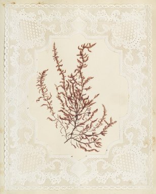 <em>"Algae or seaweed specimen, pasted on colored construction paper, framed by paper lace doilies. The algae have been arranged into designs and scenes."</em>, 1848. Printed material. Brooklyn Museum. (Photo: Brooklyn Museum, QK567_Se1_Sea_Weeds_p043_PS4.jpg