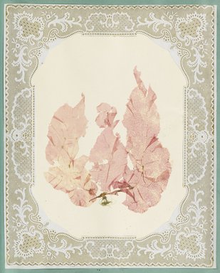 <em>"Algae or seaweed specimen, pasted on colored construction paper, framed by paper lace doilies. The algae have been arranged into designs and scenes."</em>, 1848. Printed material. Brooklyn Museum. (Photo: Brooklyn Museum, QK567_Se1_Sea_Weeds_p045_PS4.jpg