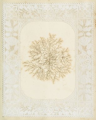 <em>"Algae or seaweed specimen, pasted on colored construction paper, framed by paper lace doilies. The algae have been arranged into designs and scenes."</em>, 1848. Printed material. Brooklyn Museum. (Photo: Brooklyn Museum, QK567_Se1_Sea_Weeds_p046_PS4.jpg