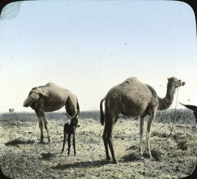 <em>"Egypt"</em>. Lantern slide 3.25x4in, 3.25 x 4 in. Brooklyn Museum, Goodyear. (Photo: T.H. McAllister, S03i2370l01.jpg