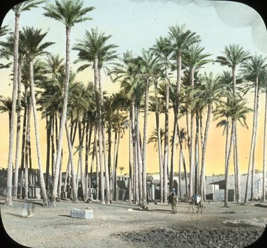 <em>"Views, Objects: Egypt. General Views; People. View 036: Egypt - Palm Grove, Mitrah-ineh."</em>. Lantern slide 3.25x4in, 3.25 x 4 in. Brooklyn Museum, lantern slides. (S10_08_Egypt_GeneralViews_People036.jpg