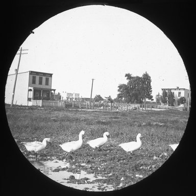 <em>"Views: Brooklyn. Various. View 004: Gooseville."</em>, 1899. Lantern slide 3.25x4in, 3.25 x 4 in. Brooklyn Museum, CHART_2011. (Photo: E.J. Cockey, S10_12_Brooklyn_Various004.jpg