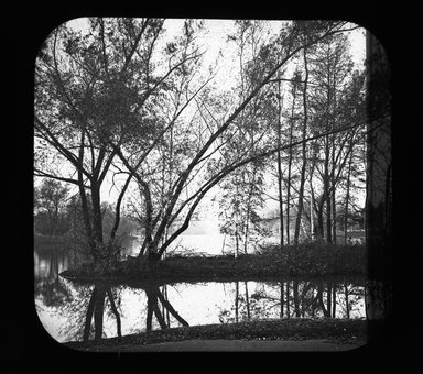 <em>"Views: U.S., Brooklyn. Brooklyn, Prospect Park. View 015: Willows."</em>. Lantern slide 3.25x4in, 3.25 x 4 in. Brooklyn Museum, CHART_2011. (Photo: Gould W. Hart, S10_21_US_Brooklyn_Brooklyn_Prospect_Park015.jpg