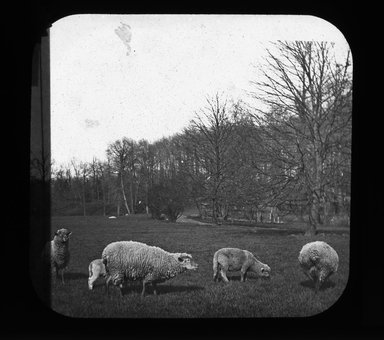 <em>"Views: U.S., Brooklyn. Brooklyn, Prospect Park. View 019: Sheep grazing."</em>. Lantern slide 3.25x4in, 3.25 x 4 in. Brooklyn Museum, CHART_2011. (Photo: Gould W. Hart, S10_21_US_Brooklyn_Brooklyn_Prospect_Park019.jpg