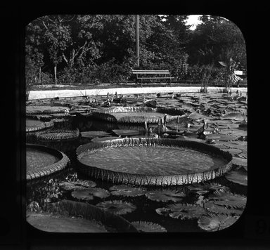 <em>"Views: U.S., Brooklyn. Brooklyn, Prospect Park. View 022: Victoria Regia Lily."</em>, 1898. Lantern slide 3.25x4in, 3.25 x 4 in. Brooklyn Museum, CHART_2011. (Photo: Starks W. Louis, S10_21_US_Brooklyn_Brooklyn_Prospect_Park022.jpg