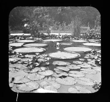 <em>"Views: U.S., Brooklyn. Brooklyn, Prospect Park. View 026: Lotus pond."</em>. Lantern slide 3.25x4in, 3.25 x 4 in. Brooklyn Museum, CHART_2011. (Photo: G.W. Hopkins, S10_21_US_Brooklyn_Brooklyn_Prospect_Park026.jpg