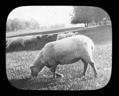 <em>"Views: U.S., Brooklyn. Brooklyn, Prospect Park. View 033: Sheep grazing."</em>. Lantern slide 3.25x4in, 3.25 x 4 in. Brooklyn Museum, CHART_2011. (Photo: Gould W. Hart, S10_21_US_Brooklyn_Brooklyn_Prospect_Park033.jpg