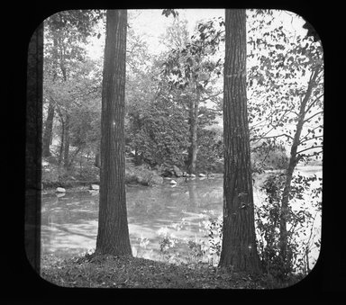 <em>"Views: U.S., Brooklyn. Brooklyn, Prospect Park. View 036: Chestnut trees."</em>. Lantern slide 3.25x4in, 3.25 x 4 in. Brooklyn Museum, CHART_2011. (Photo: Gould W. Hart, S10_21_US_Brooklyn_Brooklyn_Prospect_Park036.jpg