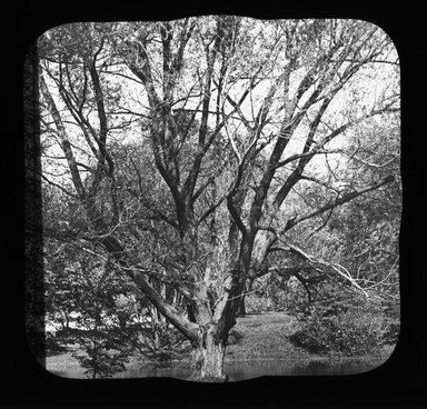 <em>"Views: U.S., Brooklyn. Brooklyn, Prospect Park. View 041: Trees."</em>. Lantern slide 3.25x4in, 3.25 x 4 in. Brooklyn Museum, CHART_2011. (Photo: Gould W. Hart, S10_21_US_Brooklyn_Brooklyn_Prospect_Park041.jpg