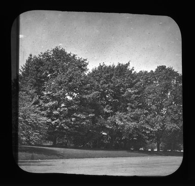 <em>"Views: U.S., Brooklyn. Brooklyn, Prospect Park. View 044: Trees."</em>. Lantern slide 3.25x4in, 3.25 x 4 in. Brooklyn Museum, CHART_2011. (Photo: Gould W. Hart, S10_21_US_Brooklyn_Brooklyn_Prospect_Park044.jpg