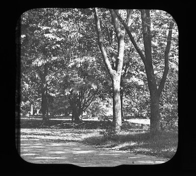 <em>"Views: U.S., Brooklyn. Brooklyn, Prospect Park. View 052: Trees."</em>. Lantern slide 3.25x4in, 3.25 x 4 in. Brooklyn Museum, CHART_2011. (Photo: Gould W. Hart, S10_21_US_Brooklyn_Brooklyn_Prospect_Park052.jpg