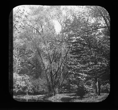 <em>"Views: U.S., Brooklyn. Brooklyn, Prospect Park. View 061: Trees."</em>. Lantern slide 3.25x4in, 3.25 x 4 in. Brooklyn Museum, CHART_2011. (Photo: Gould W. Hart, S10_21_US_Brooklyn_Brooklyn_Prospect_Park061.jpg