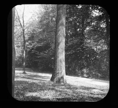 <em>"Views: U.S., Brooklyn. Brooklyn, Prospect Park. View 062: Trees."</em>. Lantern slide 3.25x4in, 3.25 x 4 in. Brooklyn Museum, CHART_2011. (Photo: Gould W. Hart, S10_21_US_Brooklyn_Brooklyn_Prospect_Park062.jpg