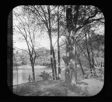 <em>"Views: U.S., Brooklyn. Brooklyn, Prospect Park. View 063: Trees."</em>. Lantern slide 3.25x4in, 3.25 x 4 in. Brooklyn Museum, CHART_2011. (Photo: Gould W. Hart, S10_21_US_Brooklyn_Brooklyn_Prospect_Park063.jpg