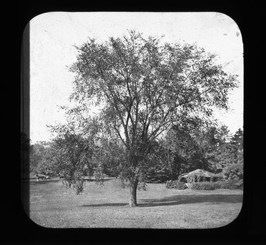 <em>"Views: U.S., Brooklyn. Brooklyn, Prospect Park. View 068: Elm."</em>. Lantern slide 3.25x4in, 3.25 x 4 in. Brooklyn Museum, CHART_2011. (Photo: Gould W. Hart, S10_21_US_Brooklyn_Brooklyn_Prospect_Park068.jpg