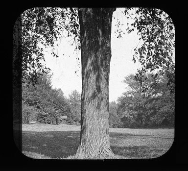 <em>"Views: U.S., Brooklyn. Brooklyn, Prospect Park. View 069: Elm."</em>. Lantern slide 3.25x4in, 3.25 x 4 in. Brooklyn Museum, CHART_2011. (Photo: Gould W. Hart, S10_21_US_Brooklyn_Brooklyn_Prospect_Park069.jpg