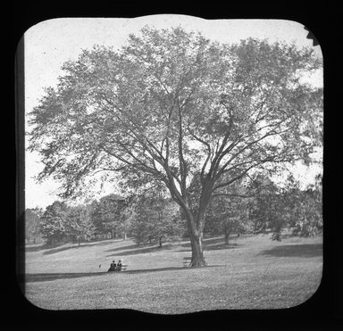 <em>"Views: U.S., Brooklyn. Brooklyn, Prospect Park. View 070: Elm."</em>. Lantern slide 3.25x4in, 3.25 x 4 in. Brooklyn Museum, CHART_2011. (Photo: Gould W. Hart, S10_21_US_Brooklyn_Brooklyn_Prospect_Park070.jpg