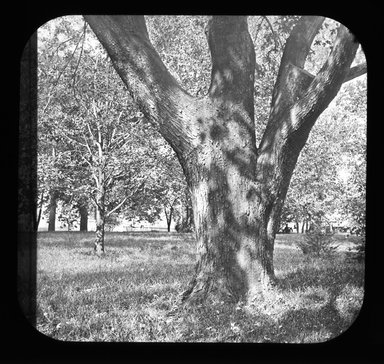 <em>"Views: U.S., Brooklyn. Brooklyn, Prospect Park. View 071: Sycamore."</em>. Lantern slide 3.25x4in, 3.25 x 4 in. Brooklyn Museum, CHART_2011. (Photo: Gould W. Hart, S10_21_US_Brooklyn_Brooklyn_Prospect_Park071.jpg