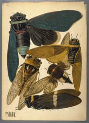 <em>"Plate 1: Tacua speciosa, INDES; Polyneura ducalis, INDES Or.; Cicada saccata, AUSTRALIE; Cicada fascialis, SIAM; Tozena melanoptera, INDES Or."</em>. Brooklyn Museum. (NK1553_Se3_Seguy_Insectes_pl01_SL1.jpg