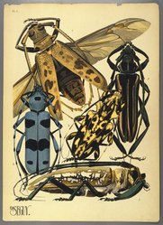 <em>"Plate 3:Batocera Hector, JAVA; Callichroma suturalis, GUYANE; Steirastoma lacerta, BRÉSIL; Rosalia alpina, EUROPE; Batocera Wallacei, NOUVELLE GUINEE"</em>. Printed illustration. Brooklyn Museum. (NK1553_Se3_Seguy_Insectes_pl03_SL1.jpg