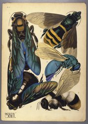 <em>"Plate 5: Scotia procer, ASIE TROPICALE; Eulema dimidiata, BRÉSIL; Stilbum splendidum, COSMOPOLITE; Bombus lapidarius incertus, ARMÉNIE; Xylocopa tenuiscapa, ASIE TROPICALE"</em>. Printed illustration. Brooklyn Museum. (NK1553_Se3_Seguy_Insectes_pl05_SL1.jpg