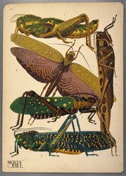 <em>"Plate 7: Pamphagus elephas, ALGÉRIE; Tropidacris dux, AMÉRIQUE du SUD; Cyrtacantacris tartarica, ASI E; Aularches miliaris, ASIE; Phymateus saxosus, MADAGASCAR"</em>. Printed illustration. Brooklyn Museum. (NK1553_Se3_Seguy_Insectes_pl07_SL1.jpg