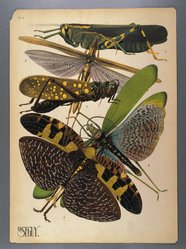 <em>"Plate 8: Horaeocerus nigricornis, MADAGASCAR; Acrida miniata, ALGÉRIE; Aularches miliaris, ASIE; Phymateus Brunneri, AFRIQUE TROPICALE; Acanthodis imperialis, ASIE"</em>. Printed illustration. Brooklyn Museum. (NK1553_Se3_Seguy_Insectes_pl08_SL1.jpg