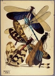 <em>"Plate 10: Calopterix, AUSTRALIE; Diphlebia nymphoides, AUSTRALIE; Palpares imperator, MADAGASCAR; Calopterix, ASIE; Nemoptera sinuata, REGION Méditerran."</em>. Printed illustration. Brooklyn Museum. (NK1553_Se3_Seguy_Insectes_pl10_SL1.jpg