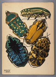 <em>"Plate 12: Rhabdotis sobrins, NUBIE; Gnathocera varians, SÉNÉGAL; Coelorhina guttata, GUINÉE; Euchrea celestis, MADAGASCAR; Gymnetis Touchardii, VÉNÉZUELA"</em>. Printed illustration. Brooklyn Museum. (NK1553_Se3_Seguy_Insectes_pl12_SL1.jpg