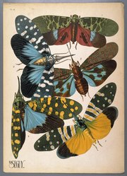 <em>"Plate 16: Lycorna imperialis, SILHET; Hotinus maculatus, INDES; Hotinus gemmatus, INDES; Hotinus Delesserti, INDES Or.; Hotinus candellarius, CHINE"</em>. Printed illustration. Brooklyn Museum. (NK1553_Se3_Seguy_Insectes_pl16_SL1.jpg