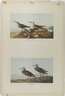 Red-backed Sandpiper and Pectoral Sandpiper