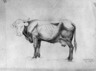 Cow - A Study