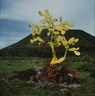 Untitled (Painted Yellow Cactus)