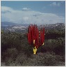 Untitled (Cactus Painted Red/Yellow)