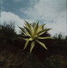 Untitled (Cactus Painted Chartreuse)