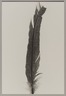 Ringed-Neck Pheasant