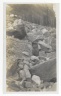 [Untitled] (A Marmot Standing in a Rocky Area)