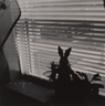 View from Window with Rabbit, Bayville, NJ