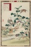 Tea Plant Blossoms (Camellia sinensis) and White-cheeked Starling, from the series Bairei's Picture Album of Birds and Flowers