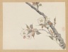 Branch of Blossoming Cherry