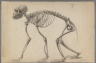 Skeleton of a Primate