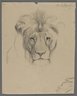 Head of Lion (recto) and Studies of Lion (verso)