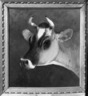 Head of a Cow